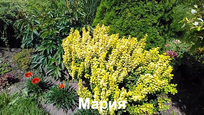 Барбарис мария: описание и фото, посадка и уход, применение в ландшафтном дизайне