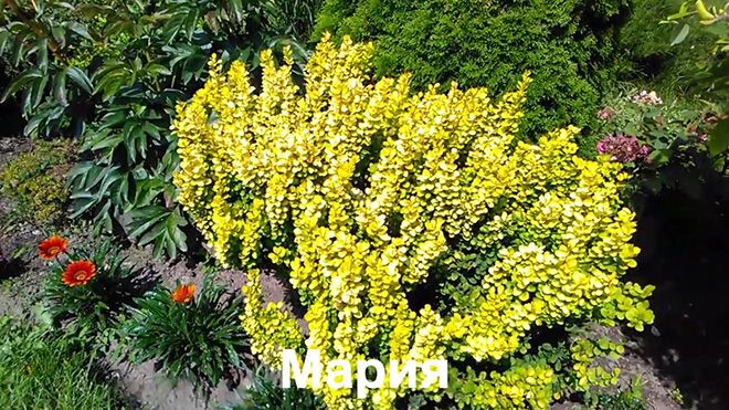 Барбарис мария: описание и фото, посадка и уход, применение в ландшафтном дизайне
