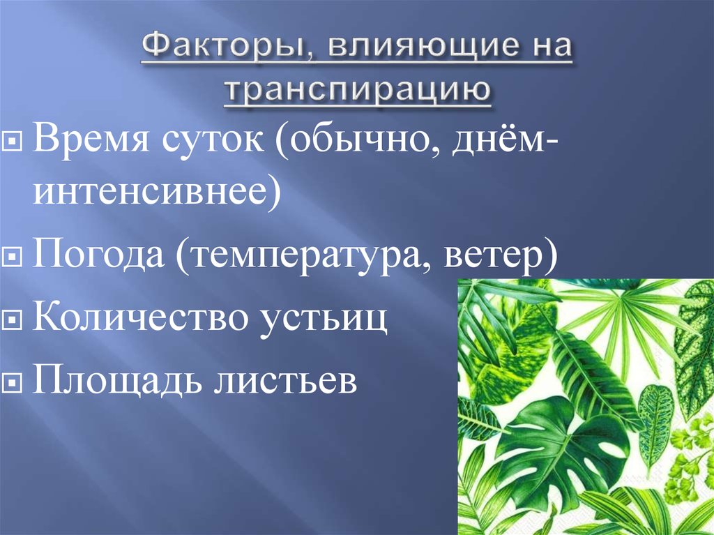 Что такое транспирация: виды (устичья и кутикулярная), продуктивность, интенсивность и коэффициент + описание процесса