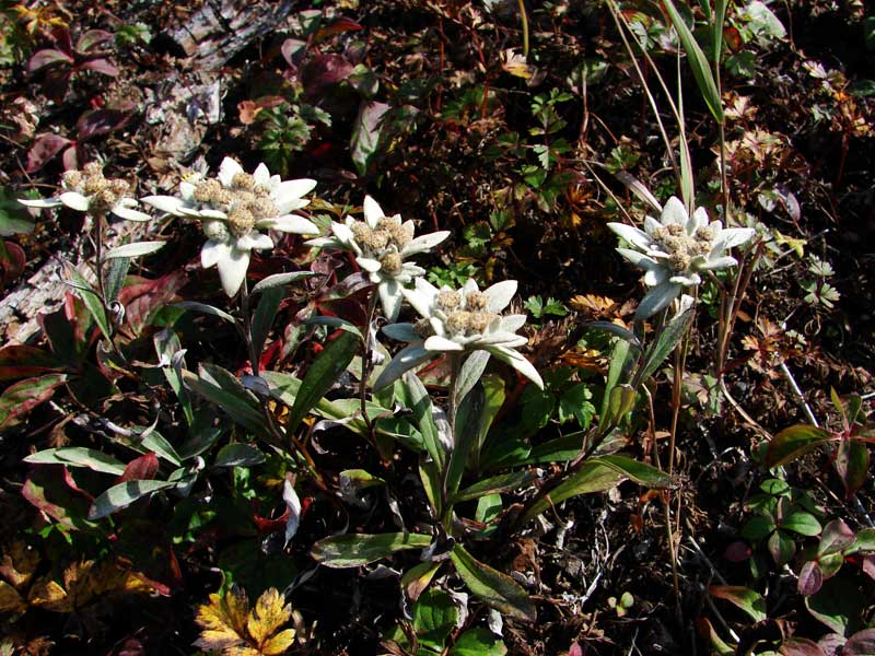 Цветок эдельвейс: описание и свойства, где растет в природе, разновидности с фото + правила выращивания и ухода