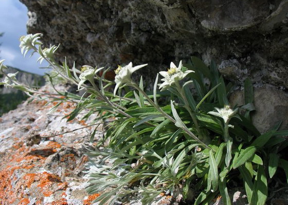 Цветок эдельвейс: описание и свойства, где растет в природе, разновидности с фото + правила выращивания и ухода