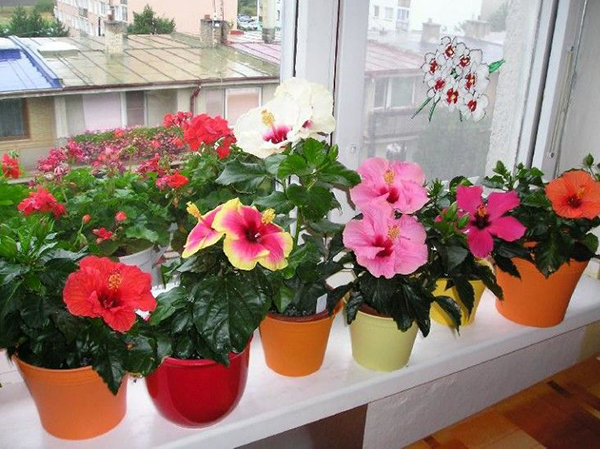 Цветущие комнатные растения: обзор 10 лучших для дома