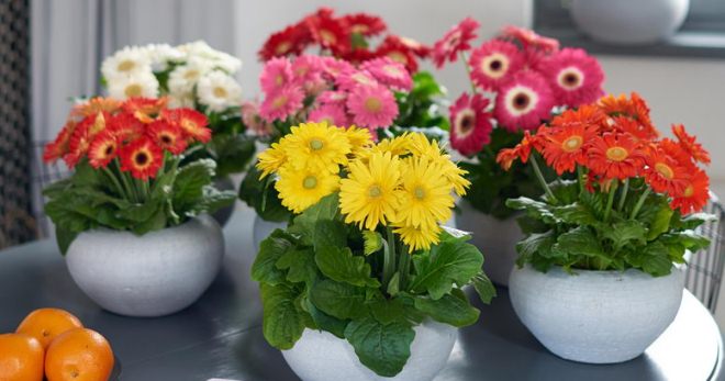 Цветы герберы: описание и фото, лучшие сорта, применение в ландшафте + выращивание в домашних условиях и открытом грунте