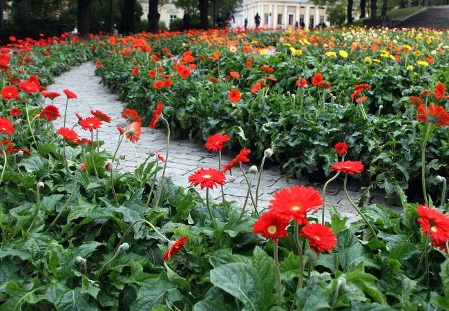 Цветы герберы: описание и фото, лучшие сорта, применение в ландшафте + выращивание в домашних условиях и открытом грунте