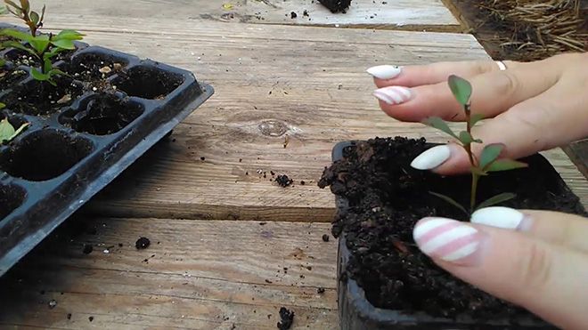 Как размножить барбарис: черенками осенью в домашних условиях, семенами, весной и летом