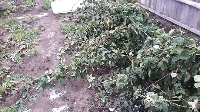 Как укрыть ежевику на зиму: в Поволжье, в Ростовской области и других регионах