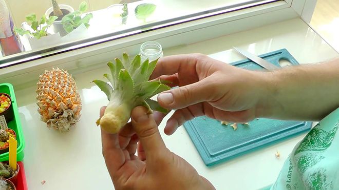 Как вырастить ананас дома из верхушки: пошаговая инструкция как посадить фрукт в домашних условиях