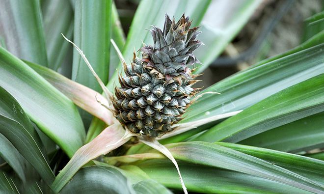 Как вырастить ананас дома из верхушки: пошаговая инструкция как посадить фрукт в домашних условиях