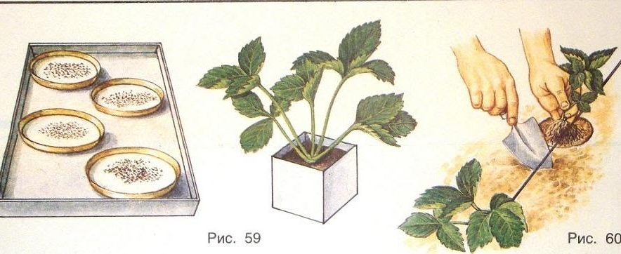Клубника Максим