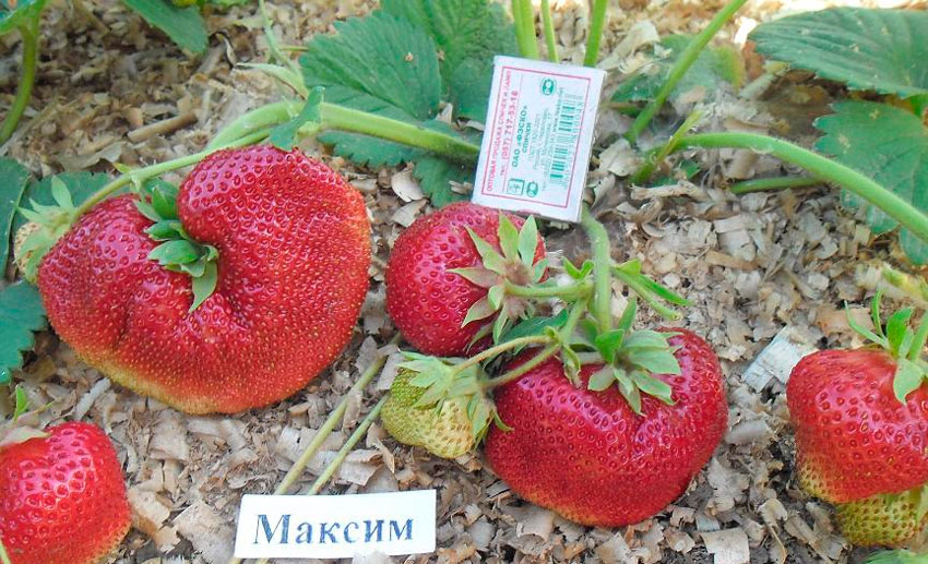 Клубника Максим