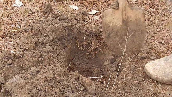 Когда сажать жимолость весной или осенью, преимущества и недостатки