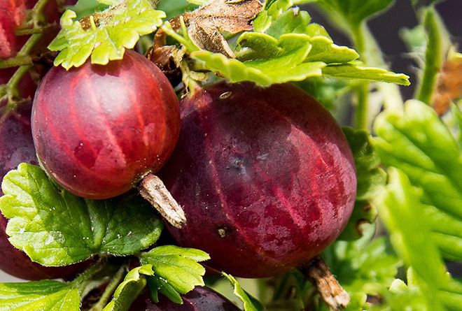 Крыжовник рубиновый кулон: описание сорта, отзывы садоводов, посадка и уход