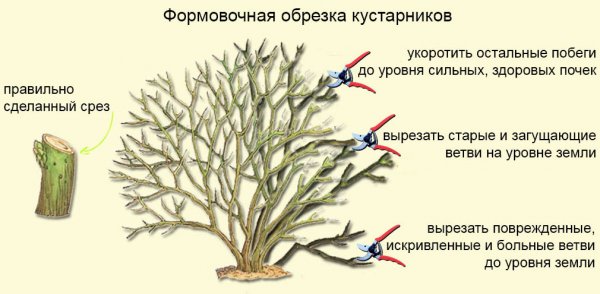 Лапчатка кустарниковая, или курильский чай: описание, сорта с фото, применение в ландшафте + посадка и выращивание