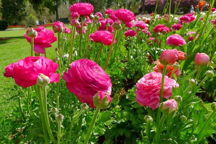 Лютики садовые: описание, полезные свойства, виды и сорта с фото + посадка и уход, применение цветка в ландшафте