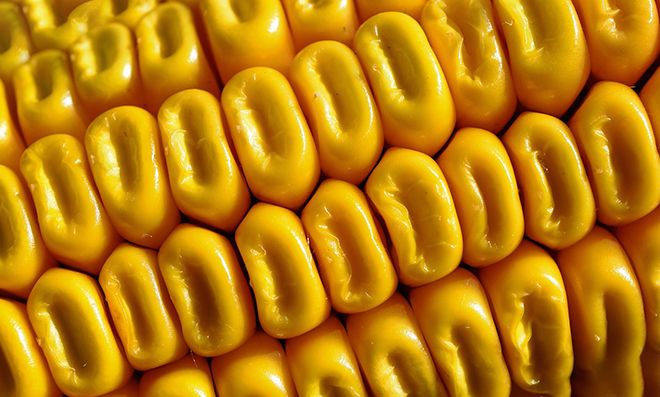 Можно ли кукурузу при грудном вскармливании, вареную или консервированную в первый месяц