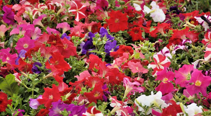 Посадка и уход за петунией, выращивание из семян + описание и применение цветка в ландшафте, виды и сорта с фото