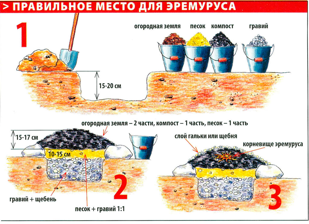 Посадка и уход за ширяшем в открытом грунте + описание и применение эремуруса в ландшафтном дизайне, виды и сорта с фото