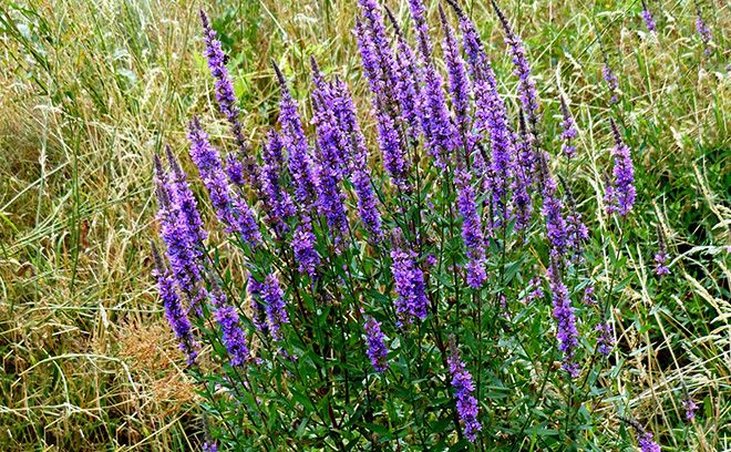 Шалфей пышный фиолетовый: описание вида, свойства растения, фото