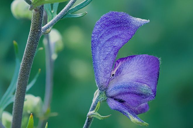 Шалфей пышный фиолетовый: описание вида, свойства растения, фото