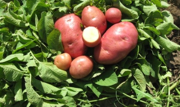 Сорт картофеля «Лаура»: фото и описание, посадка