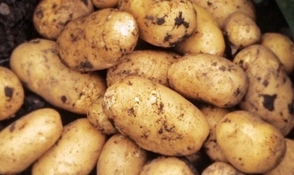 Сорт картофеля «Лаура»: фото и описание, посадка