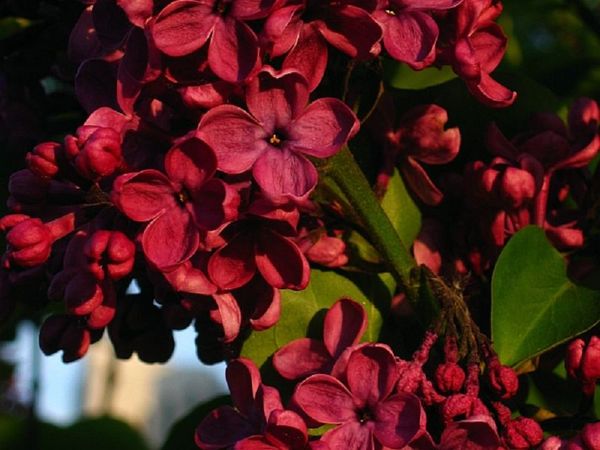 Сорта сирени: описание обыкновенненного цветка, видов Катерина Хавемейер, Утро России + фото лучших разновидностей