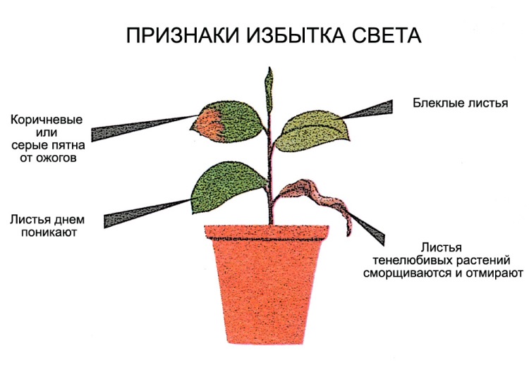 Светолюбивые комнатные растения для дома и дачи: список названий, описания и фото цветов + требования к освещению