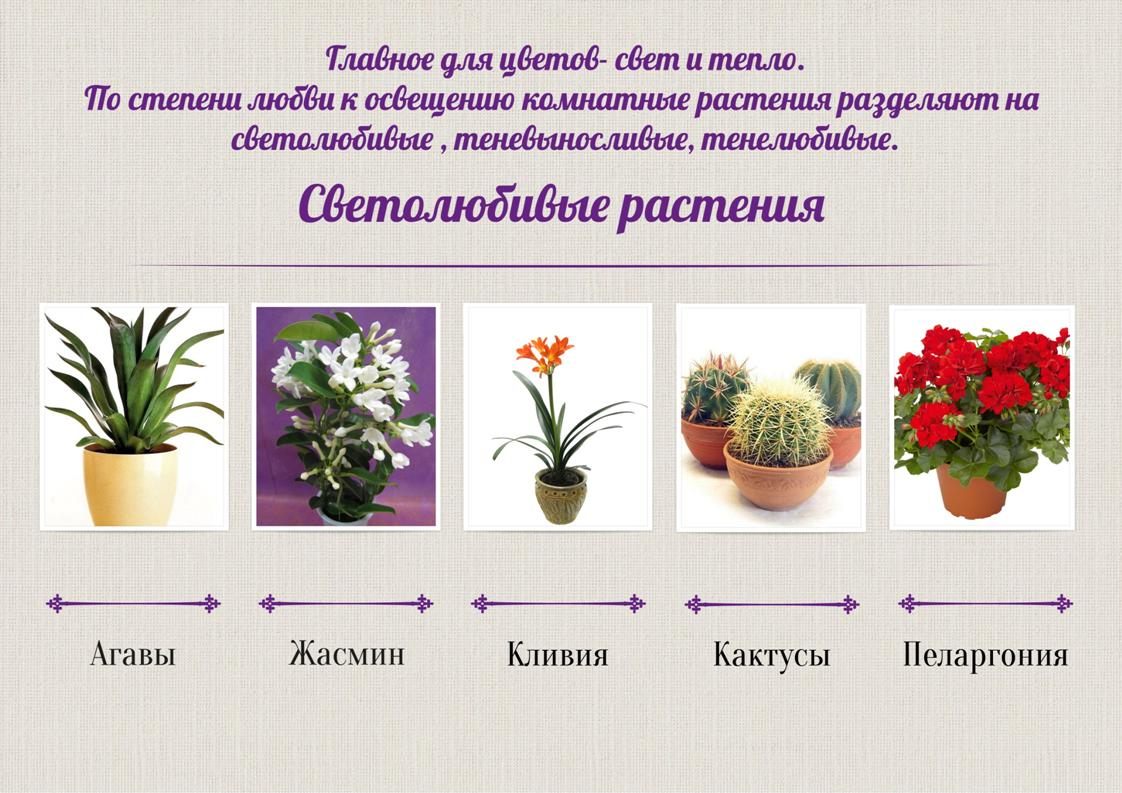 Светолюбивые комнатные растения для дома и дачи: список названий, описания и фото цветов + требования к освещению