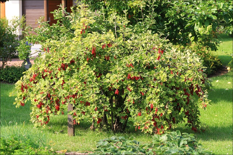 Теневыносливые растения для сада: примеры плодовых культур, садовых кустарников и деревьев, цветов + названия и фото