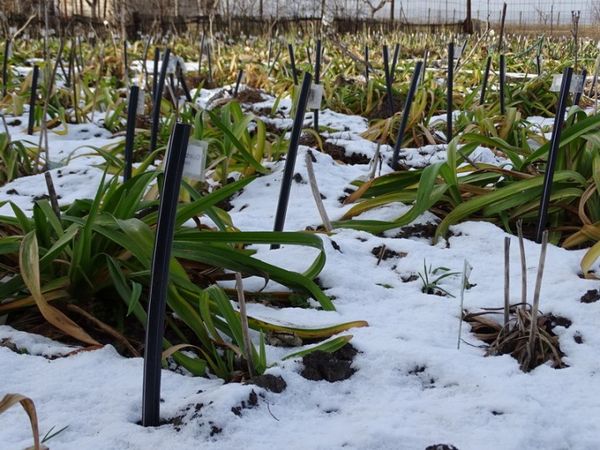 Уход за лилейниками осенью и подготовка к зиме: надо ли укрывать цветы в Подмосковье и других регионах