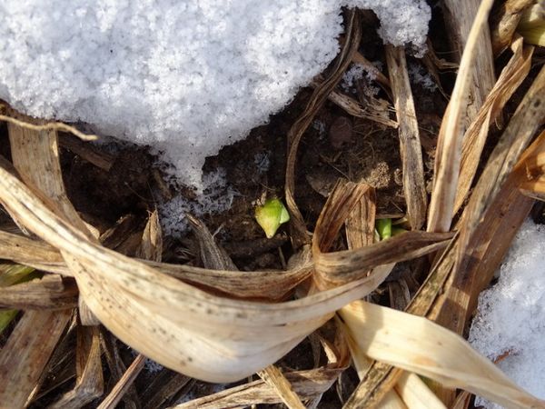 Уход за лилейниками осенью и подготовка к зиме: надо ли укрывать цветы в Подмосковье и других регионах