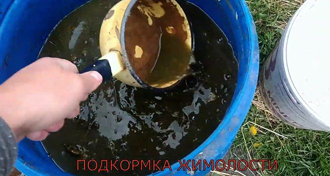 Жимолость, посадка и уход в открытом грунте весной, преимущества данного способа