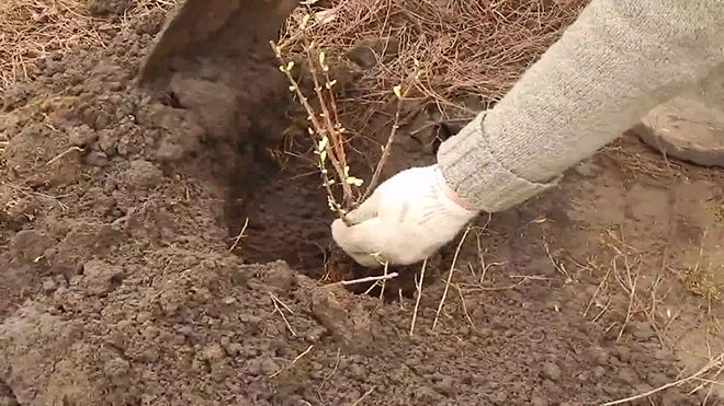 Жимолость, посадка и уход в открытом грунте весной, преимущества данного способа