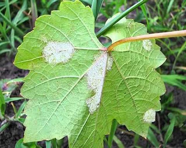 Белый налет на листьях винограда: причины и лечение