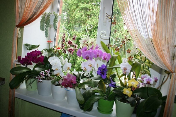 Болезни орхидей фаленопсис: их лечение с фото