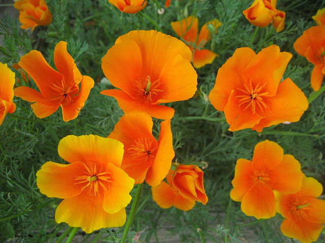 Цветок эшшольция: выращивание, посадка и уход