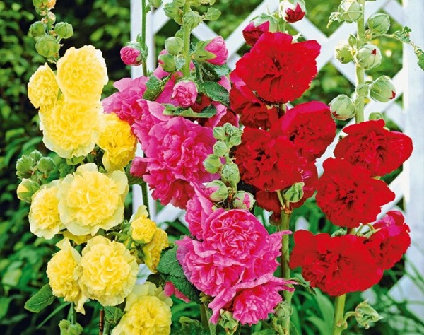 Цветы на даче цветущие все лето: фото и описание