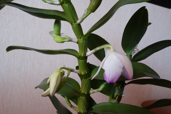 Почему не цветет дендробиум в домашних условиях