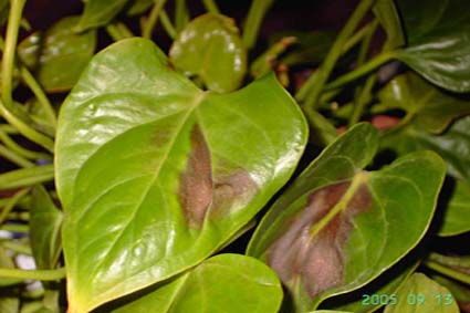 Почему сохнут и появляются на листьях антуриума коричневые пятна