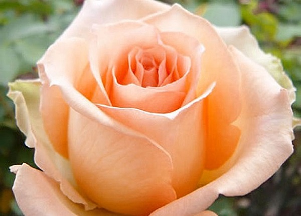 Сорт роз Версилия: фото и описание