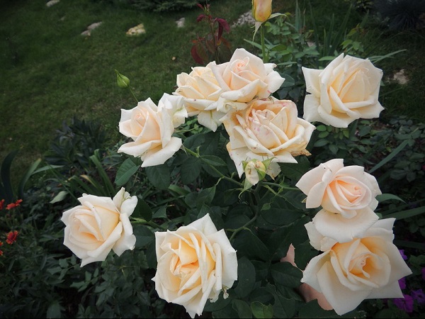 Сорт роз Версилия: фото и описание